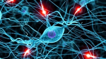 Ученые: нейроны способны образоваться из стволовых клеток 