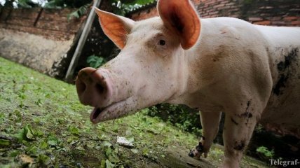 Украина увеличила импорт свинины из ЕС