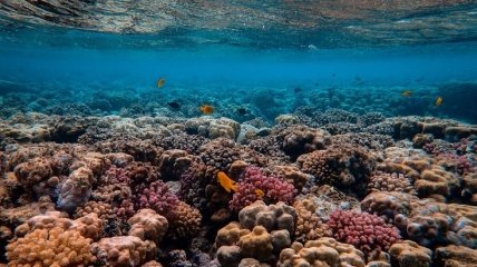 Большой Барьерный риф потерял половину кораллов с 1995 года