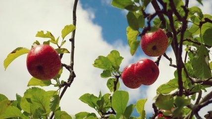 Чим удобрити яблуню восени