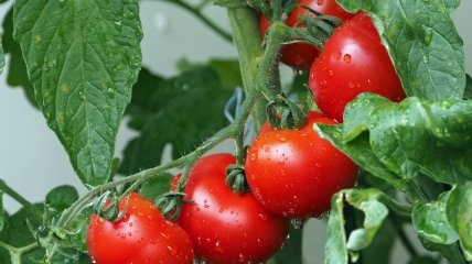 Полив томатов – важное условие для хорошего урожая