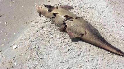 В Одесской области погибли несколько десятков дельфинов из-за браконьеров