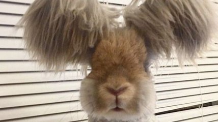 Этот забавный кролик взорвал интернет  