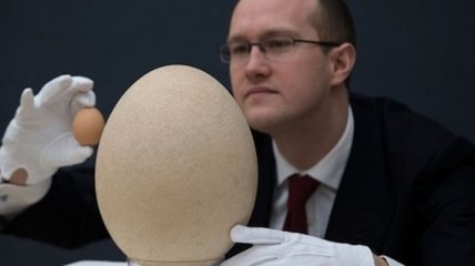 Самое большое яйцо в мире продали на аукционе за 45 тыс долларов