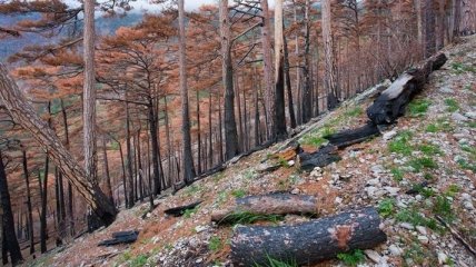 В Крыму государству вернули 10 га лесоугодий