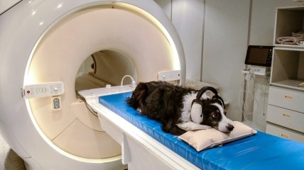 Собак сканировали на МРТ-аппарате