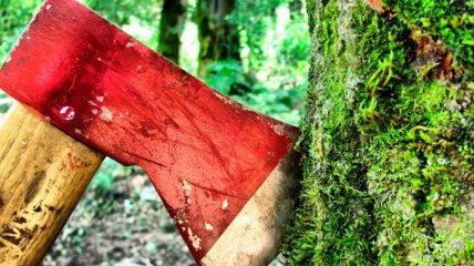 Более 300 тысяч гривен убытка: на Закарпатье незаконно вырубали деревья