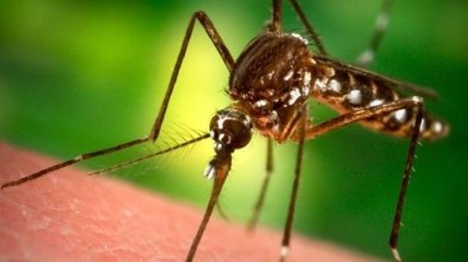 Новое средство от малярии: теперь кровососы будут боятся нас