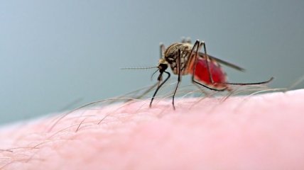 Ученые подошли вплотную к созданию вакцины против малярии