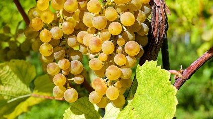 Сезонные посадки: самые плодовитые виды винограда кишмиш (Фото)