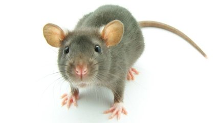 Соединили мозг крыс, находящихся на разных континентах