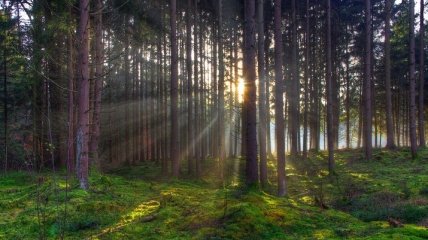 В Волынской области посадили 13 гектаров леса