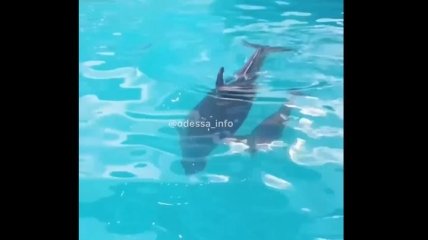 В одесском дельфинарии пополнение: дельфин Пенелопа стала мамой в третий раз (видео)