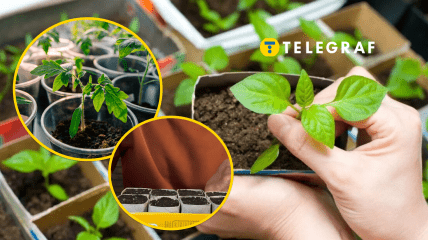 "Горщики" для розсади можна зробити з підручних засобів