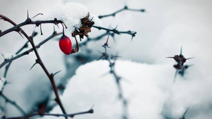 Погода в Украине 28 января: существенных осадков не ожидается 