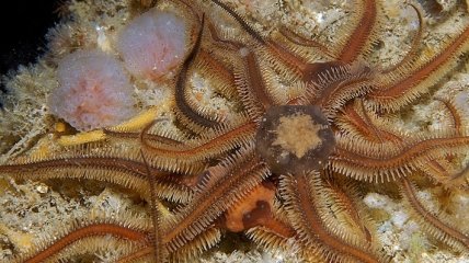 Вопреки теории: На дне холодных морей новые виды появляются быстрее, чем в тропиках