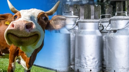 На молочном рынке Украины наметилась опасная тенденция