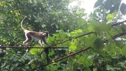 В Одесской области из зоопарка сбежали обезьяны