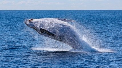 Реальная красота китов в их естественной среде обитания