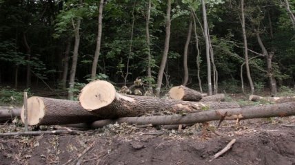Порошенко подписал закон об ужесточении штрафов за незаконную вырубку леса