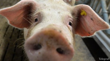 В Харькове на стихийной свалке найдены трупы свиней, у которых было АЧС