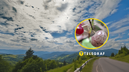 Веснівка дволиста