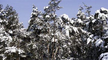 В Украине уже выпал первый снег