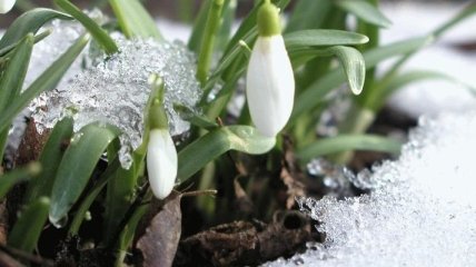 Погода в Украине 12 марта: местами ожидается дождь с мокрым снегом 