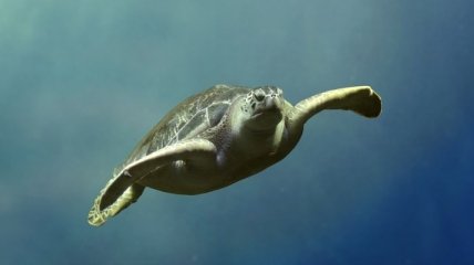 Тысячи морских черепах прибывают в эти дни на пляжи Панамы