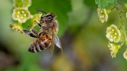 Приметы и обряды на 30 апреля – Зосим Пчеловод