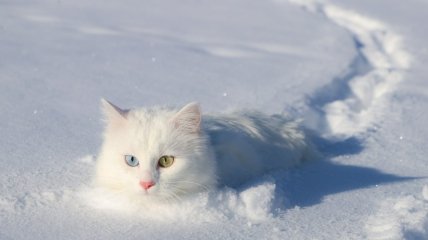 Кіт у снігу