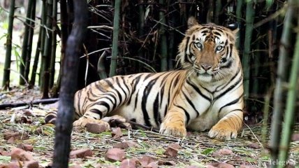 В Индии с помощью дронов поймали тигра-людоеда