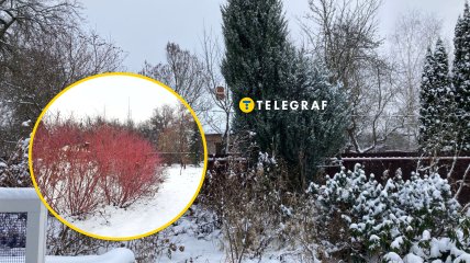 Растение кизил посреди снега