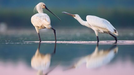 Косари – единственный вид ибисовых в Украине, гнездится на Сиваше