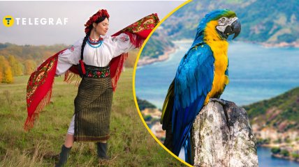 Украинка, попугай