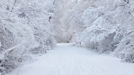 Погода в Украине 14 февраля: ожидается снег, местами мокрый
