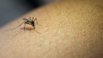 Защититься от комаров не так сложно