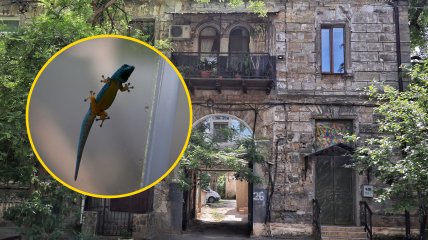 Лучше не контактировать с гекконами, если они залезли в квартиру