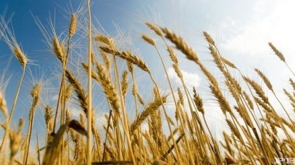 Аграрные аналитики снижают прогнозы урожая зерна в Украине