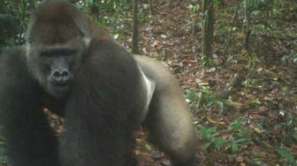 В Нигерии сфотографировали вымирающих горилл с детенышами (Фото)
