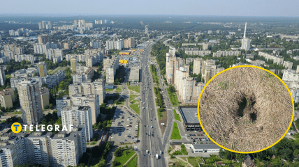 Рогатый мог потерять ориентацию