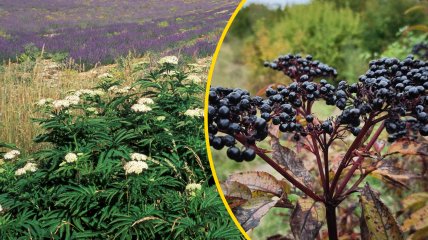 Ягоди красиві та привабливі, але їх краще не їсти