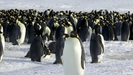 Украина выделит 25 млн грн на исследования в Антарктике