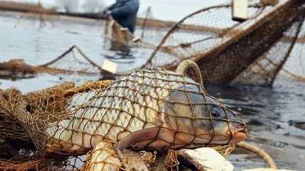 Под Киевом задержали браконьера