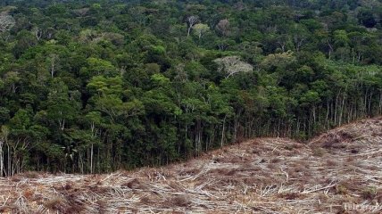 Эксперты назвали главную причину исчезновения лесов Амазонии