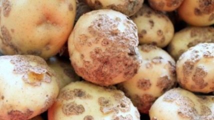 В Тернопольской области задержали груз с зараженным картофелем