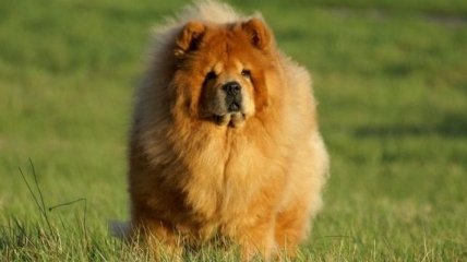 Китайский лев: снимки очаровательных собак породы чау-чау (Фото)