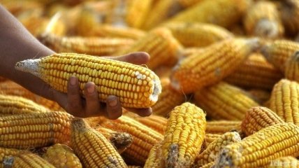 Украина существенно увеличила экспорт кукурузы