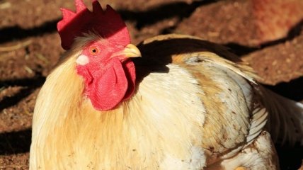 В Україні після карантину зросте попит на курятину