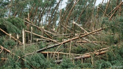 В Польше ураган уничтожил десятки гектаров леса, деревья ломались как спички